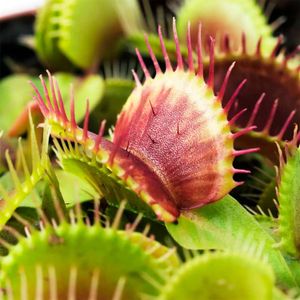 Mini planta carnívora - MULTIFLOR
