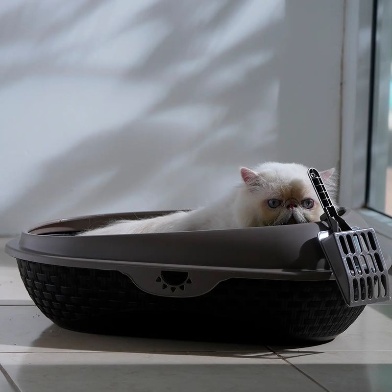 Arenero-para-gato