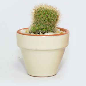 Cactus C/Mace Estand 11 Terracol Mestiza - MESTIZA