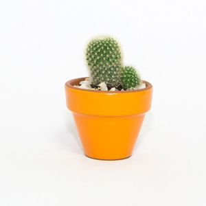 Cactus C/Mace Estand 8 Terracol Mestiza - MESTIZA