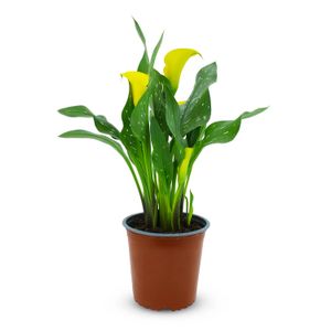 Cartuchos - FRESFLOR