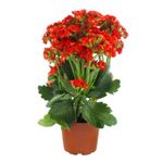 Kalanchoe-Mini-Fresflor