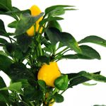 Aji-De-Adorno-Multiflor