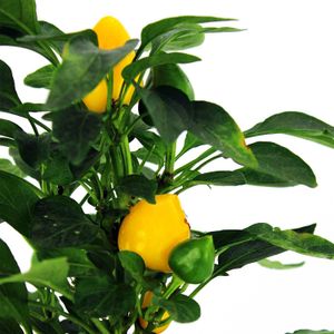 Aji De Adorno Multiflor - MULTIFLOR