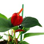 Anturio-Multiflor