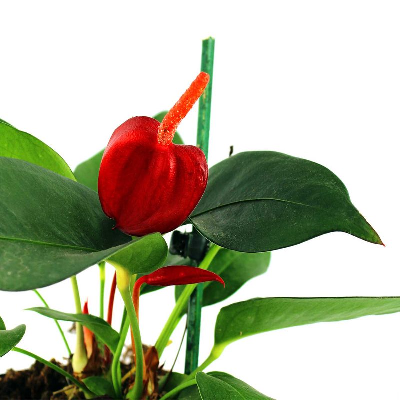 Anturio-Multiflor