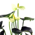 Anturio-Premium-Multiflor