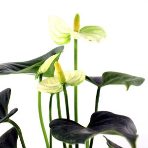 Anturio Premium Multiflor - MULTIFLOR