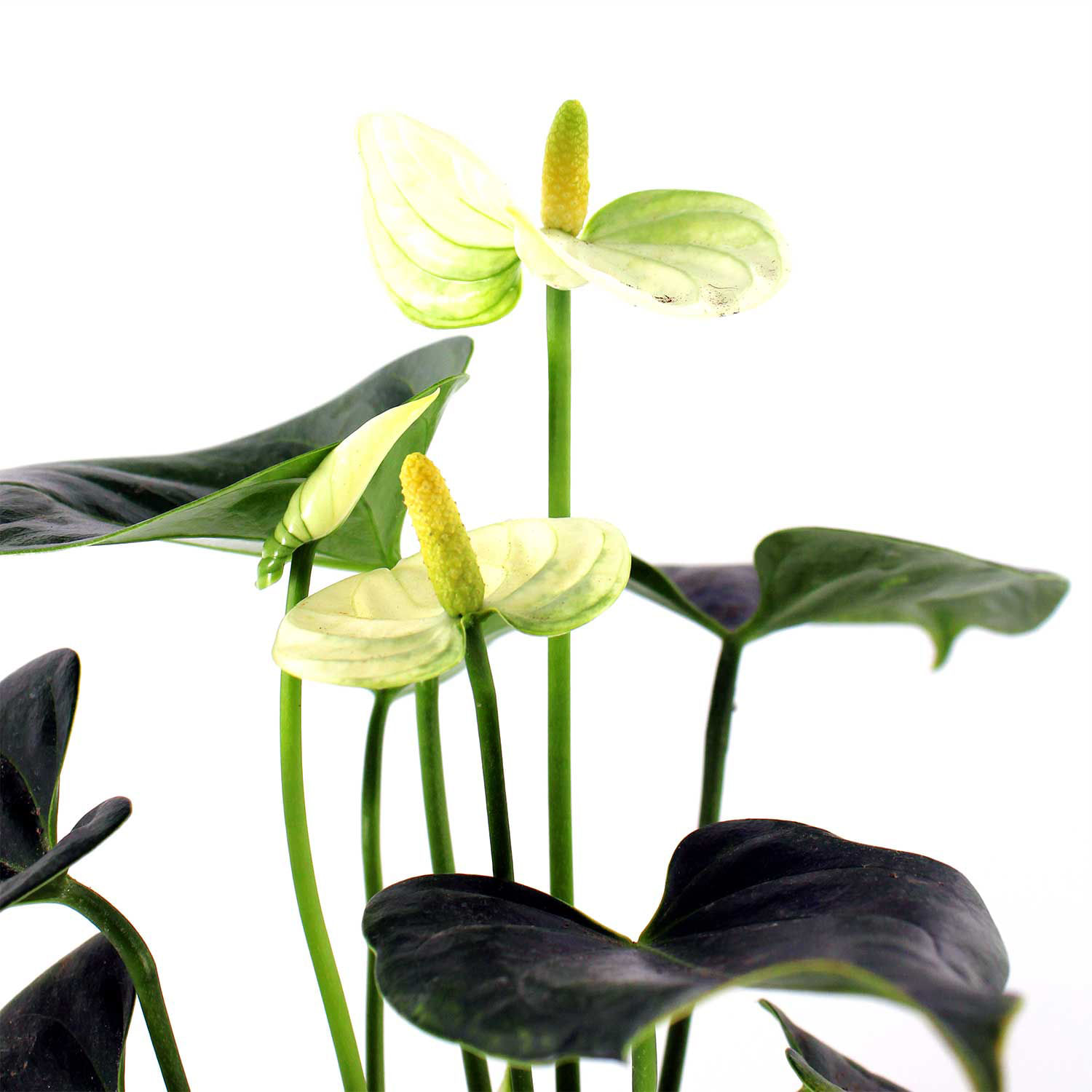 Anturio Premium Multiflor - MULTIFLOR - Kywi