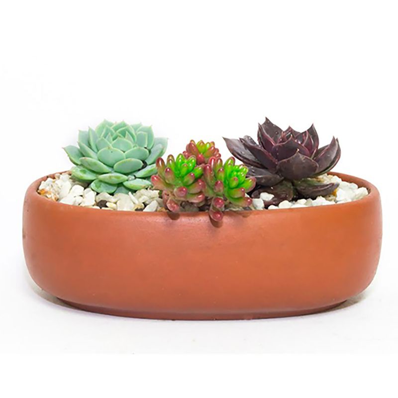 Suculenta-En-Bonsai-Ovalada-Terracota