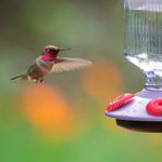 Bebedero-de-colibri-de-diseño-tipo-lampara-colgante-de-vidrio-con-5-bebederos-de-tipo-flor-para-colibries