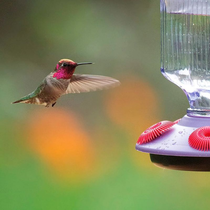 Bebedero-de-colibri-de-diseño-tipo-lampara-colgante-de-vidrio-con-5-bebederos-de-tipo-flor-para-colibries