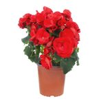 Begonias-Fresflor