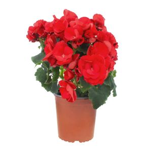 Begonias Fresflor - FRESFLOR