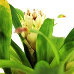 Bromelia-Piccolo-Multiflor