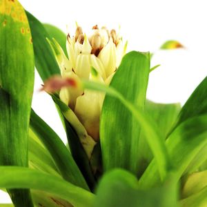 Bromelia Piccolo Multiflor - MULTIFLOR