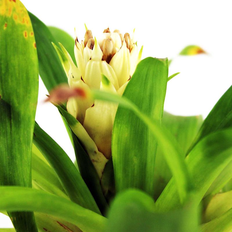 Bromelia-Piccolo-Multiflor