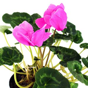 Cyclamen Multiflor - MULTIFLOR