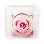 Rosa-Preservada-Fucsia-En-Copa-Cristal