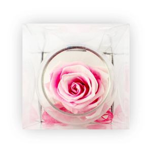 Rosa Preservada Fucsia En Copa Cristal - ETERNA FLORES
