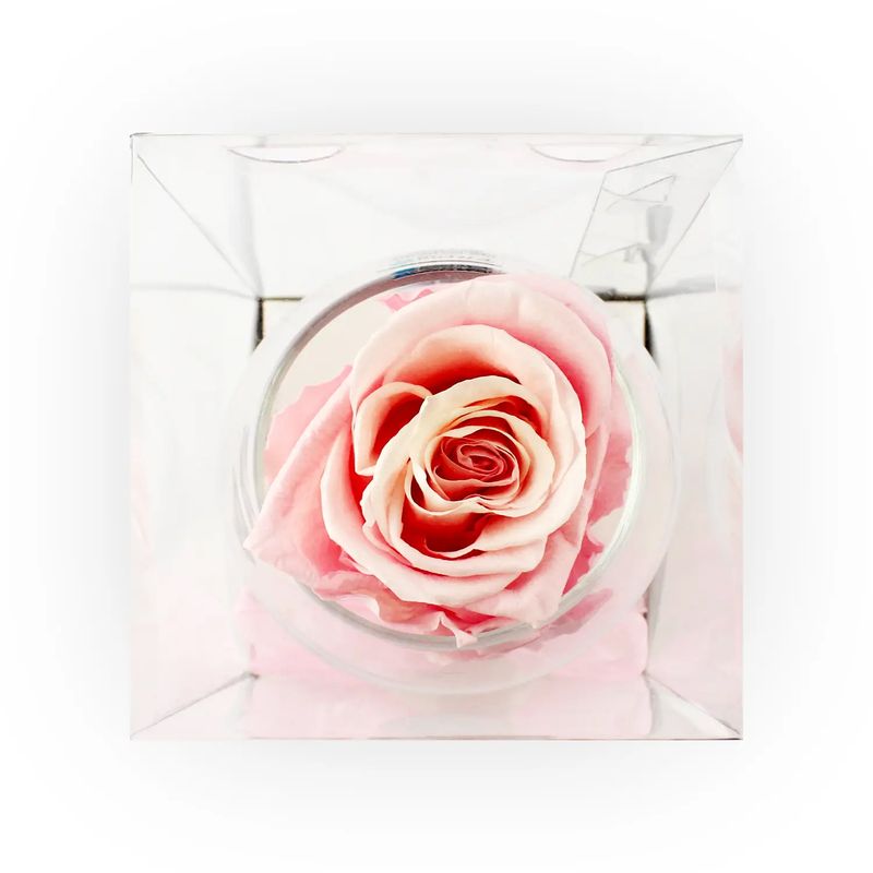 Rosa-Preservada-Rosada-En-Copa-Cristal