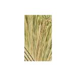 Escoba-700-Fibras-Naturales-Reynera-Global