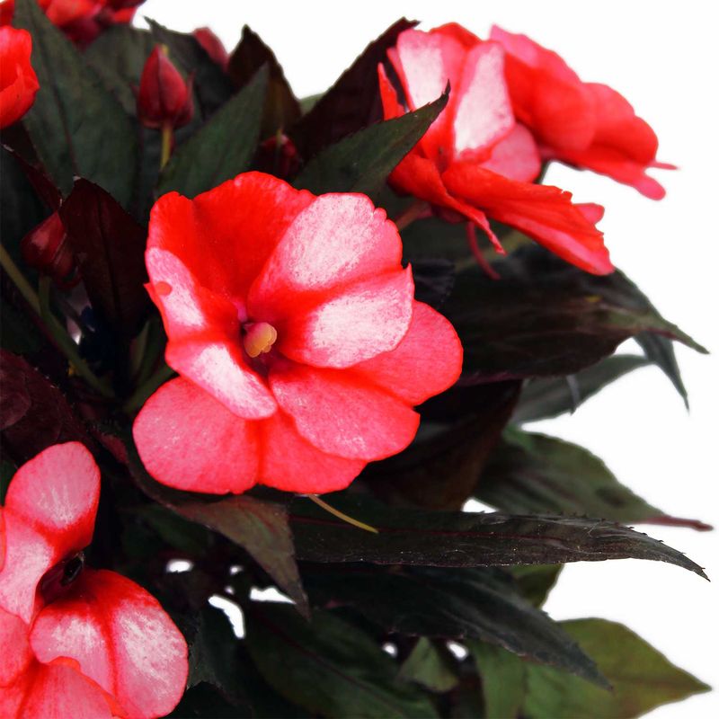 Impatiens-Multiflor