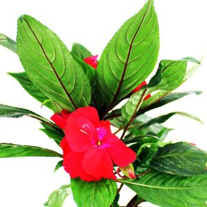 Impatiens Multiflor - MULTIFLOR