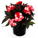 Impatiens-Multiflor