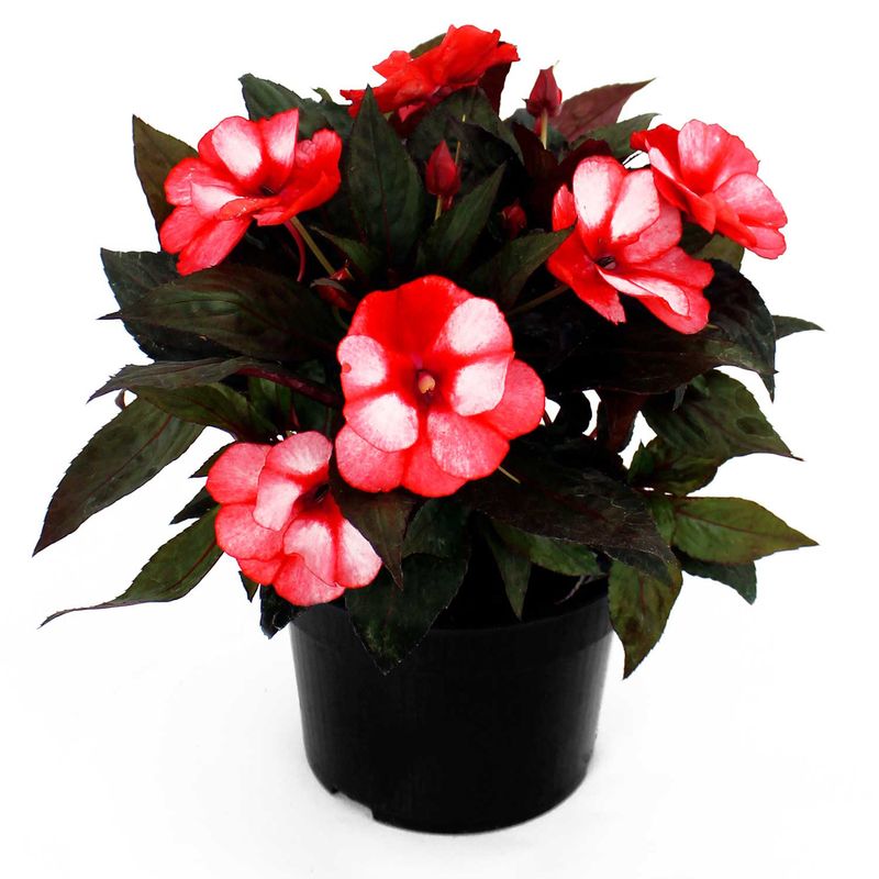 Impatiens-Multiflor