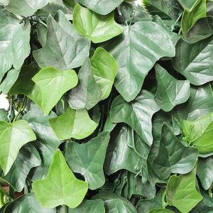 Jardin Vertical Hiedra 50X50Cm Fopadi - CESPED ECUADOR