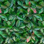 Jardin-Vertical-Jungle-50X50Cm-Fopadi