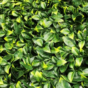 Jardin Vertical Madre Selva 0.50X0.50 - CASTER