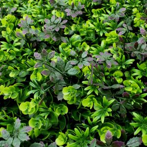 Jardin Vertical Selva Lila 0.50X0.50 - CASTER
