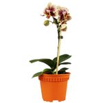 Maceta-Plast-Circular-Rd-120Mm-Cafe-Baba