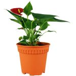 Maceta-Plast-Circular-Rd-150Mm-Cafe-Baba
