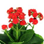 Mini-Kalanchoa-Multiflor