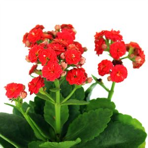 Mini-Kalanchoa Multiflor - MULTIFLOR