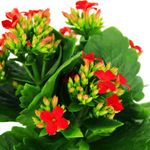Mini-Kalanchoa-Multiflor