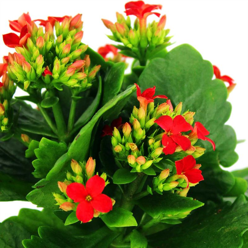 Mini-Kalanchoa-Multiflor
