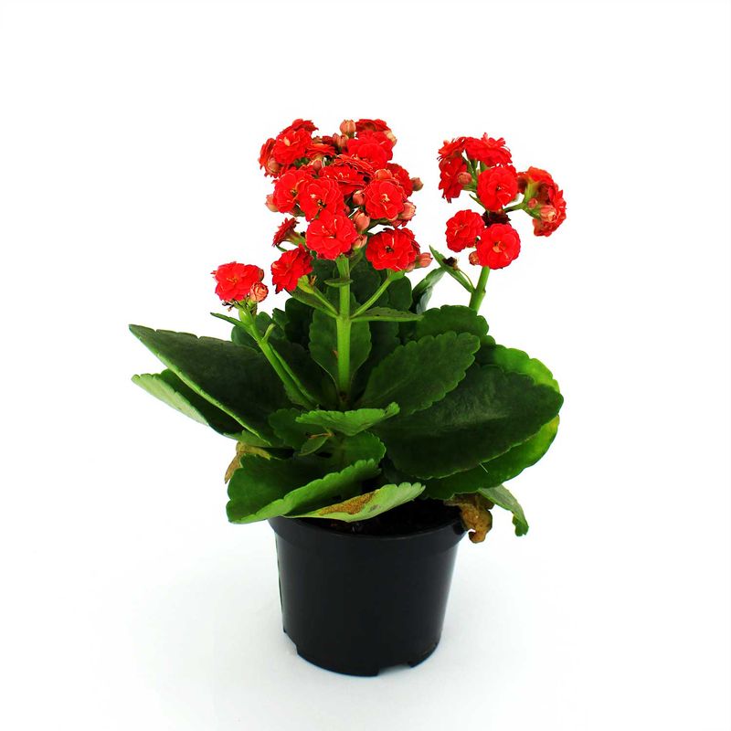 Mini-Kalanchoa-Multiflor