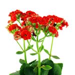 Mini-Kalanchoa-Multiflor