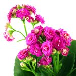 Mini-Kalanchoa-Multiflor