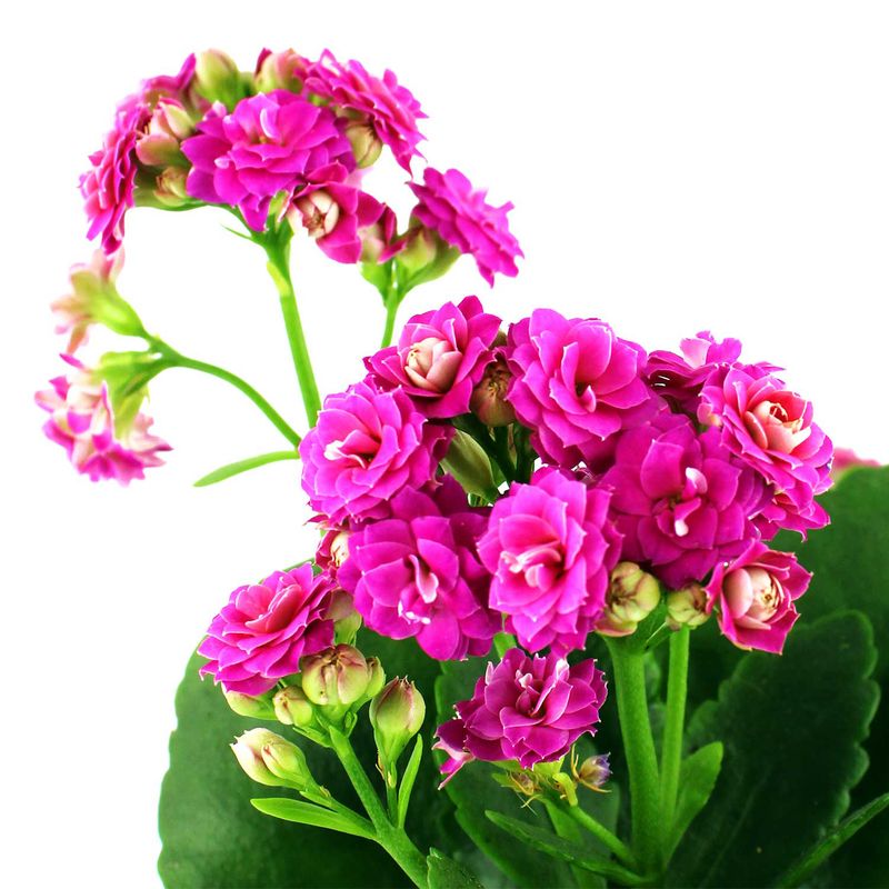 Mini-Kalanchoa-Multiflor