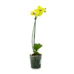 Orquidea