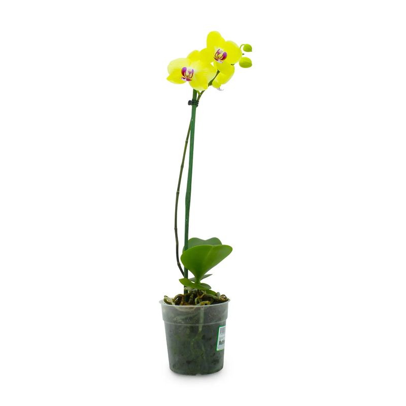 Orquidea