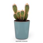Macetero-plastico-pequeño-de-9.5-cm-de-diametro-y-0.4-litros-de-capacidad.-Ideal-para-plantas-pequeñas-o-cactus.