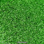 Cesped-artificial-de-300-gramos-x-8-mm-de-grosor-de-fibra-x-2-metros-de-ancho-de-alfombra.-VENTA-POR-METROS-2.