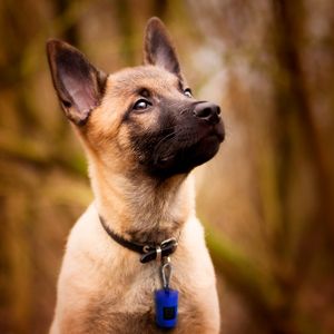 Dispensador de fundas desechables para mascotas con llavero colgante. - PUPPY & CO