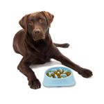 Plato-para-mascotas-plastico--con-diseño-interno-para-calmar-el-estres-y-la-ansiedad-alimentaria.